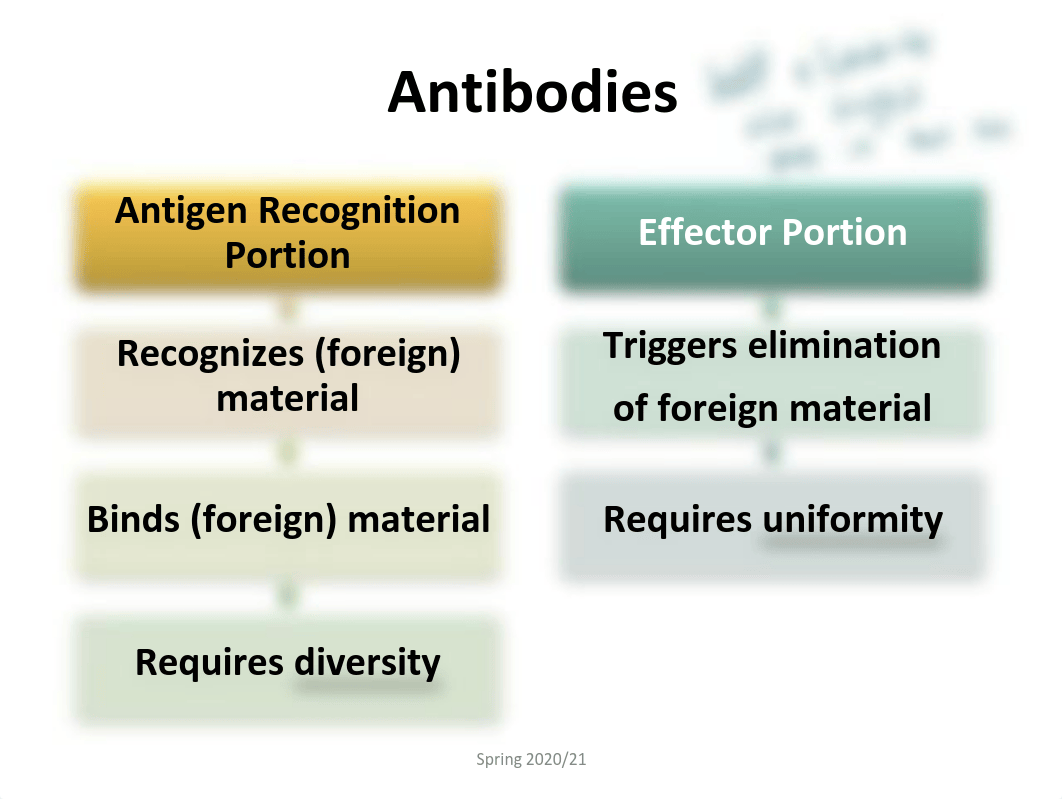 Unit 4-Antibodies-part 1-Structure.pdf_drr27va5vrt_page3