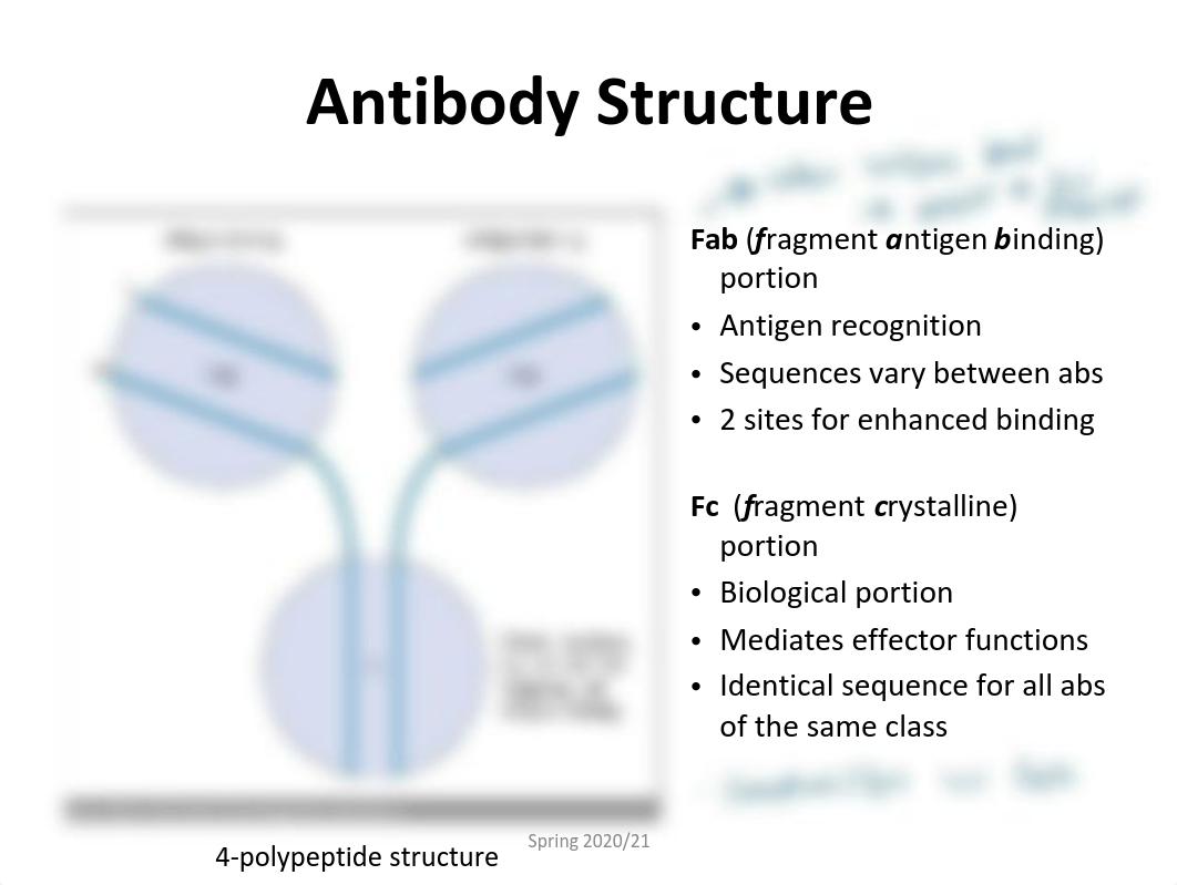 Unit 4-Antibodies-part 1-Structure.pdf_drr27va5vrt_page4