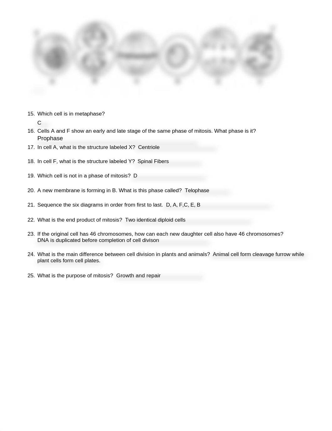 CHAPTER 12 - Mitosis Worksheet.docx_drr8d7qtjhk_page3