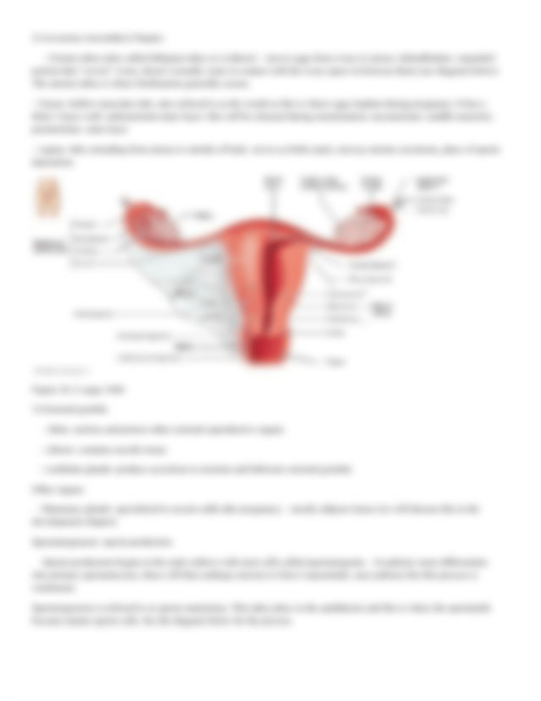 Chapter 26 Reproductive Systems.docx_drrf1c4pqbk_page3