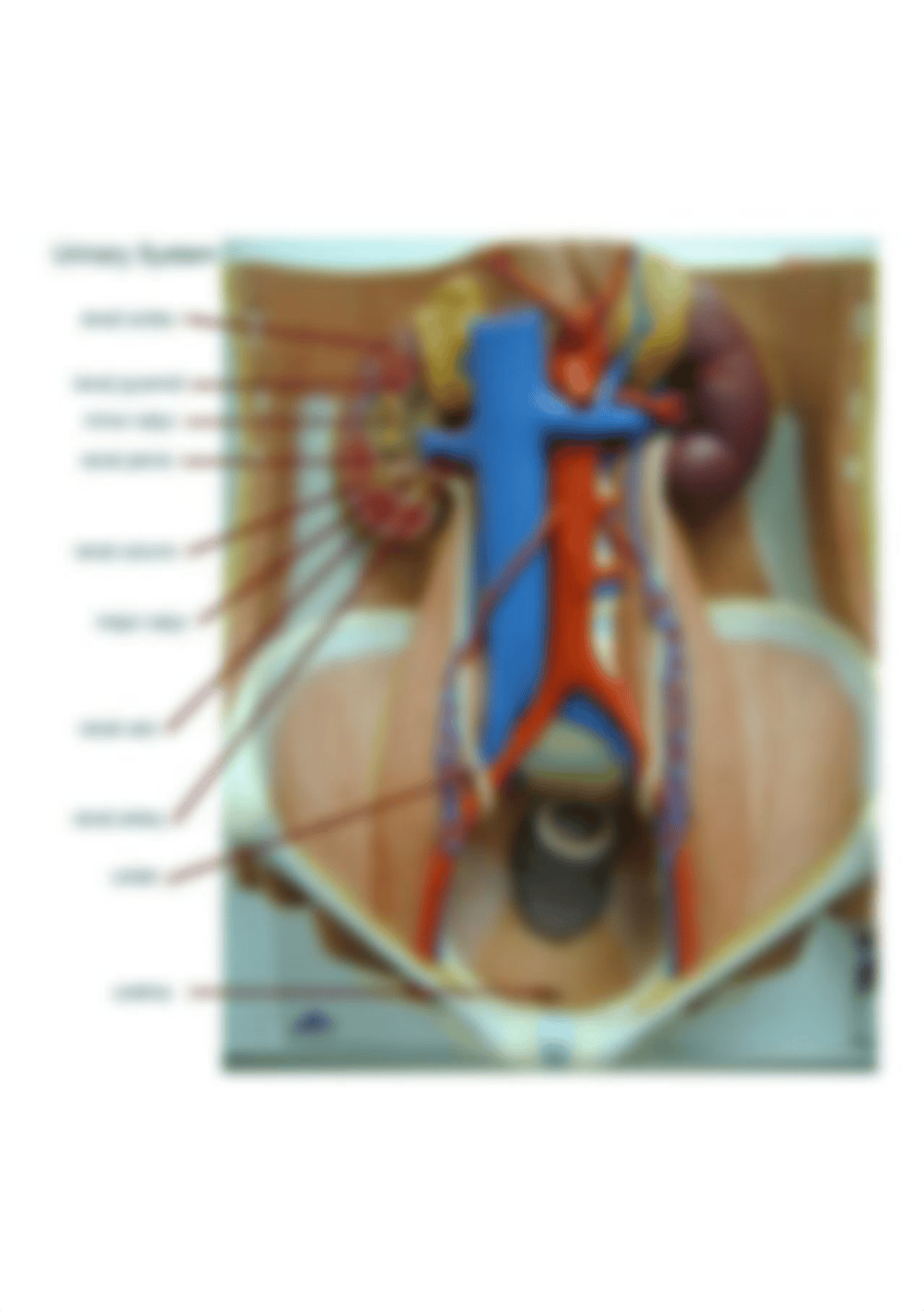 urinary_system_model_kidney_sagittal_norepro_labeled_webrdy.jpg_drs6ip0u618_page1