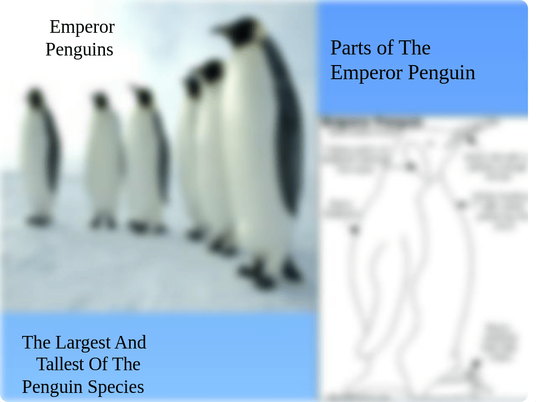 Emperor Penguins.pptx_drtsh6x8317_page4