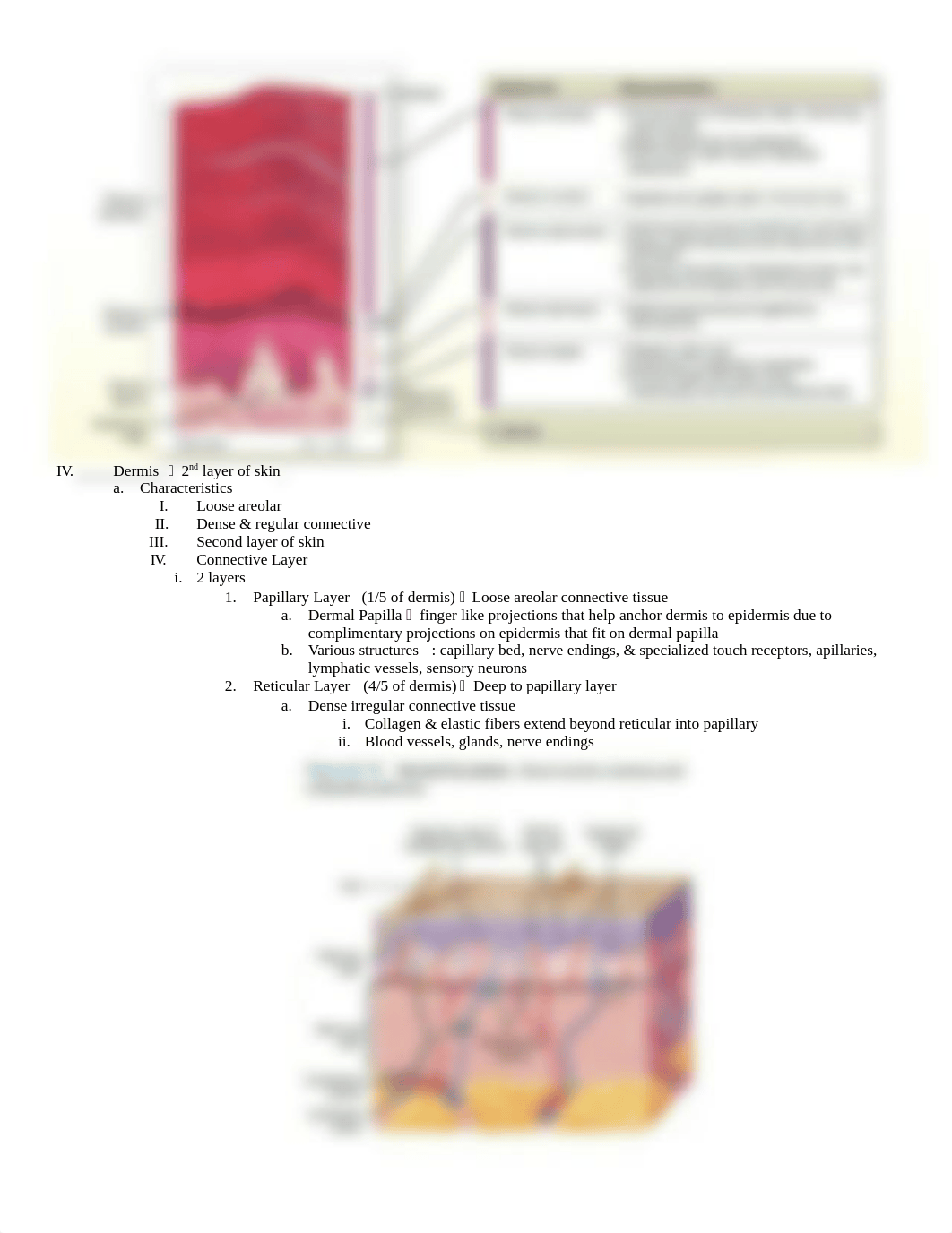 Chpt 5 - The Integumentary System_drua6mn2k2e_page3