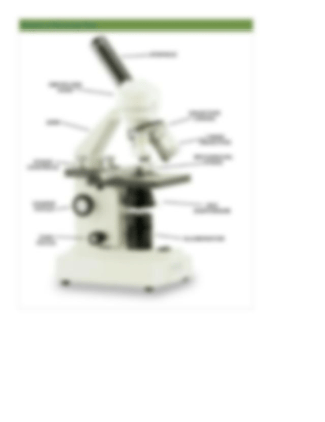 Microscopes and Measurements Lab.docx_drufup3yd1f_page2