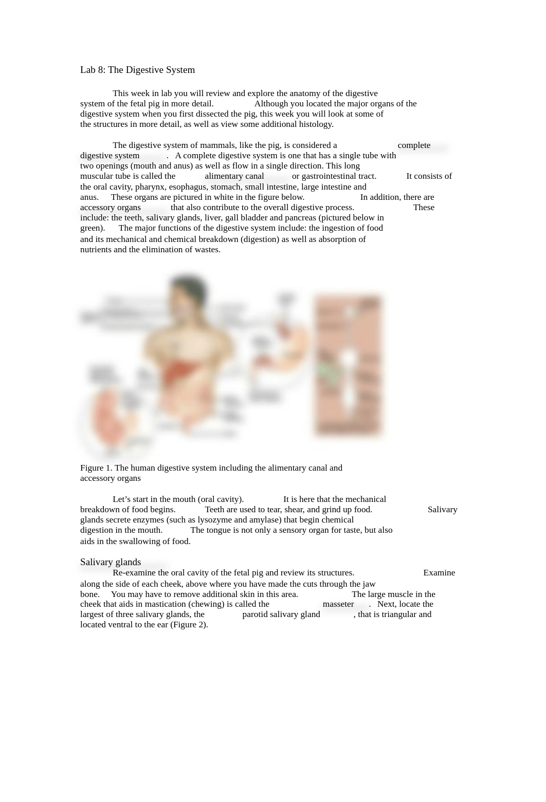 Lab 8 The Digestive System 2016_drv67xppdfa_page1