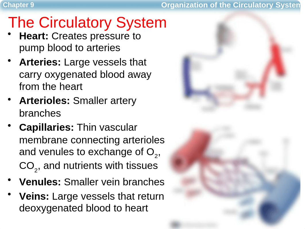 5) Ch 9 Circulatory Adaptations to Exercise.pptx_drv7v5l3sjz_page5