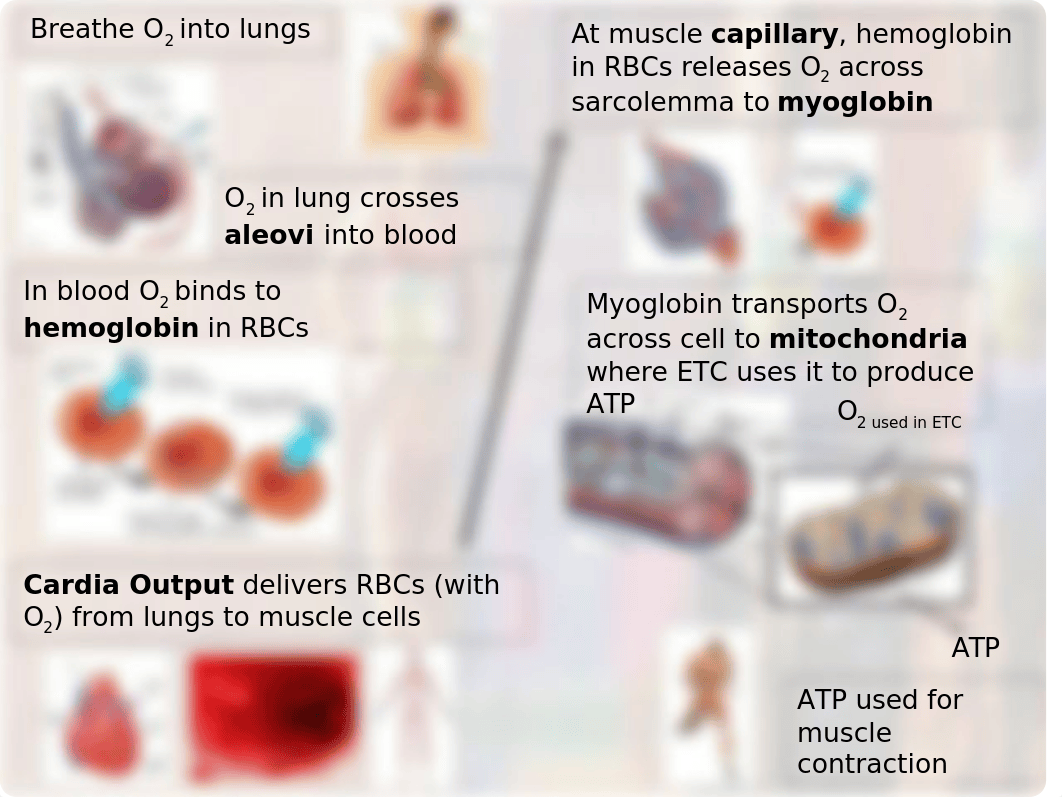 5) Ch 9 Circulatory Adaptations to Exercise.pptx_drv7v5l3sjz_page4