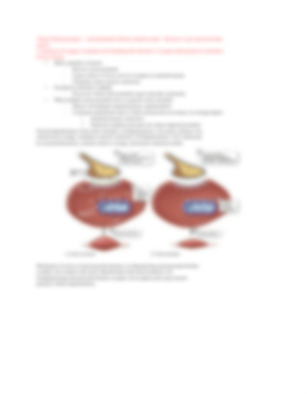 ch 14 cholinergic antagonist_drvw34xravl_page2