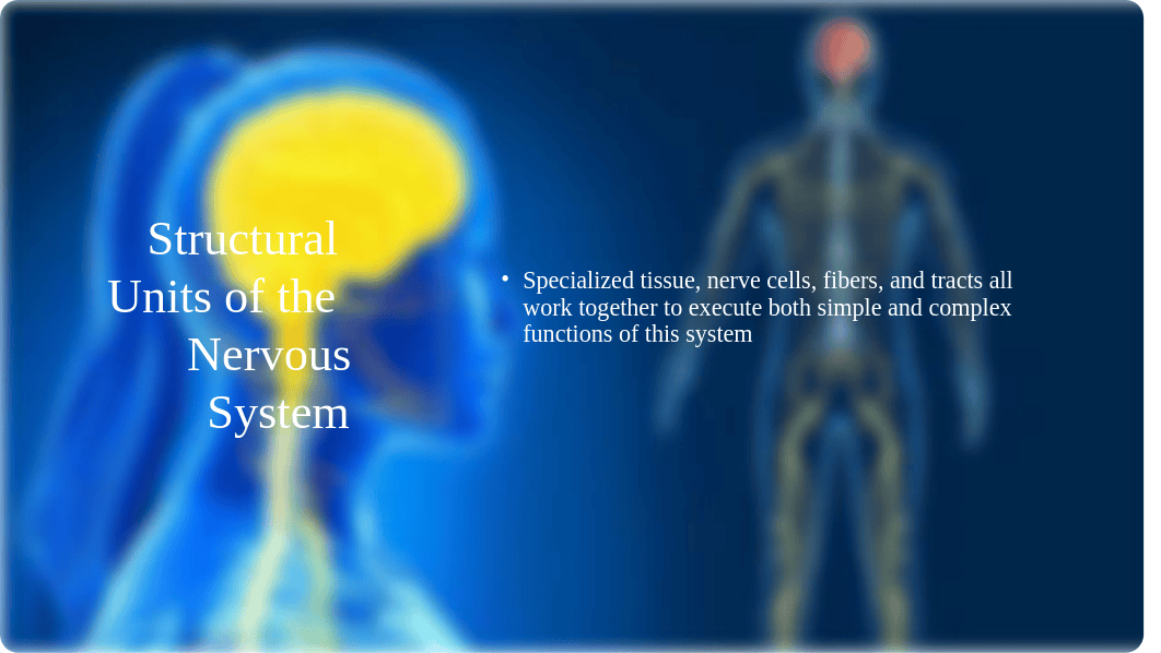 Nervous System PowerPoint.pptx_drvwj2ihkbo_page4