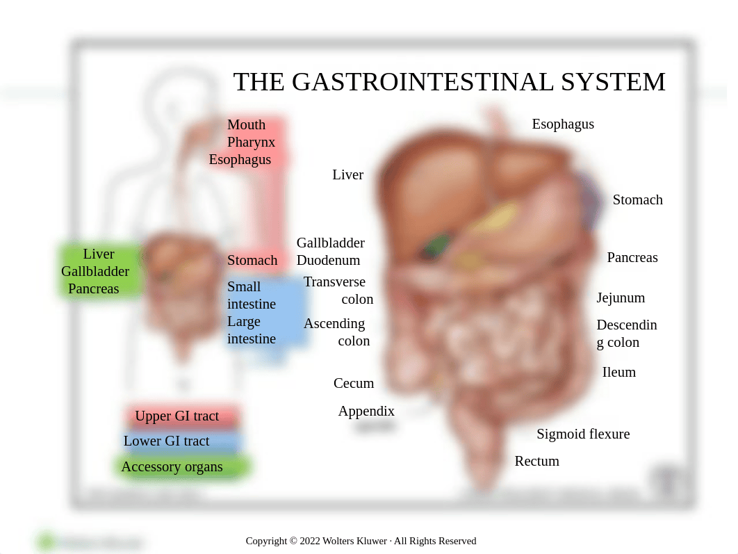 Chapter 44 GI System.pptx_drwgmnktbvd_page2