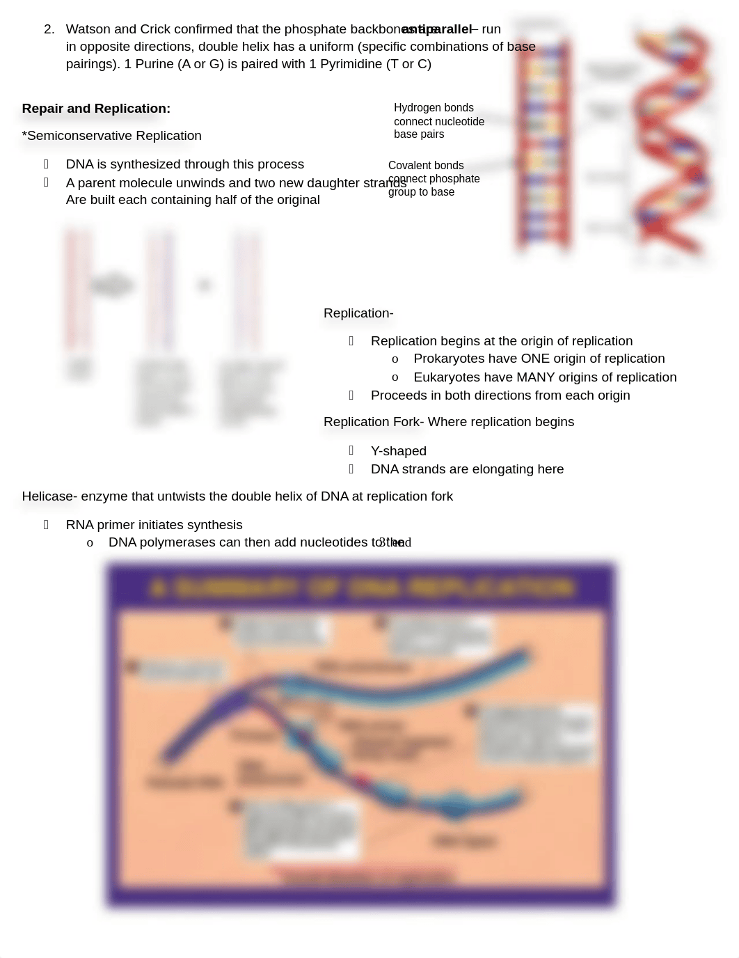 BIO Exam 3 - Study Guide_drwljmb2ie0_page2