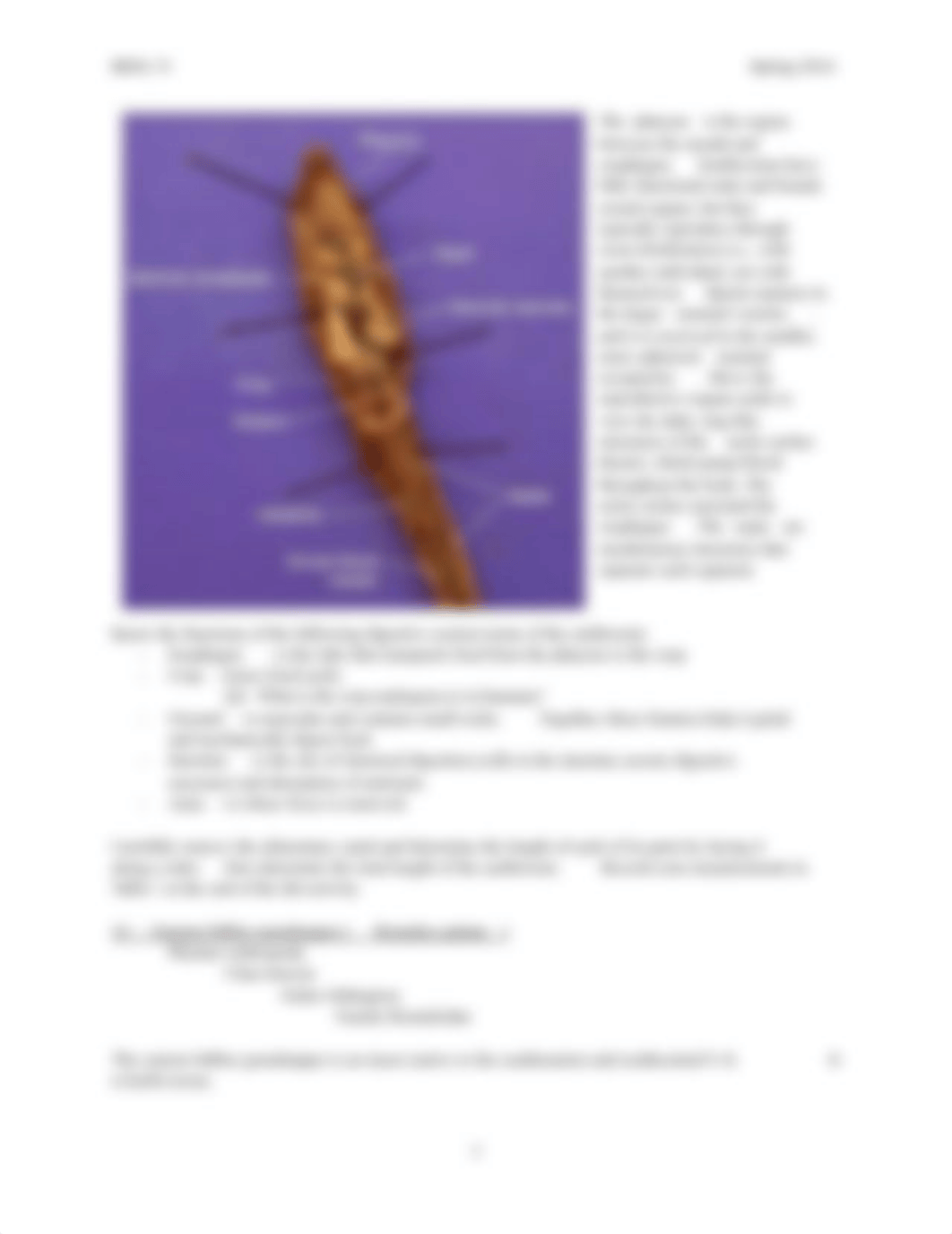 Lab 9 Comparative Anatomy and Digestion_drxa0e95swu_page3