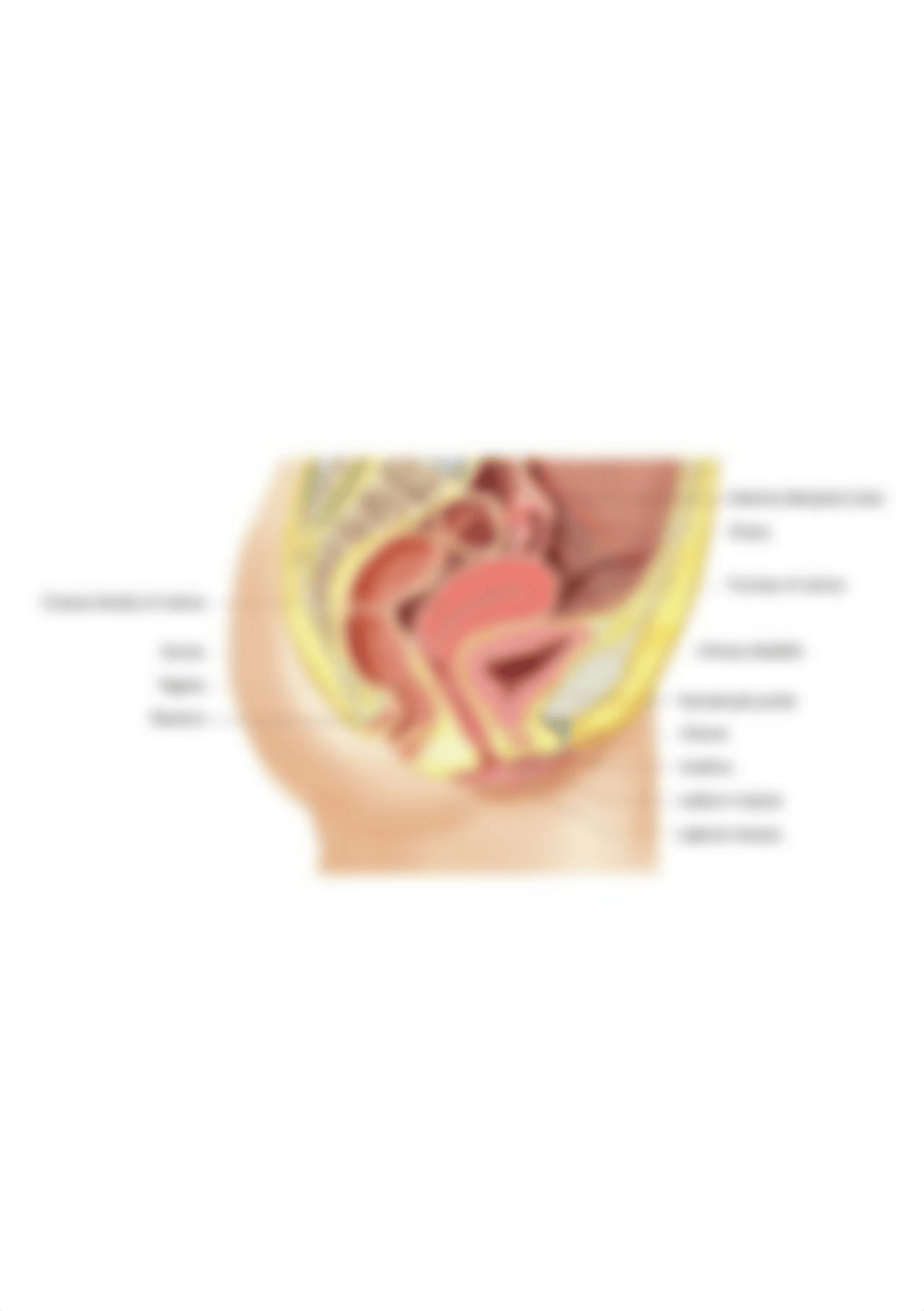 anatomy-of-the-female-reproductive-system-female-reproductive-system-diagram-diagram-site.jpeg_dry68ow8pmv_page1