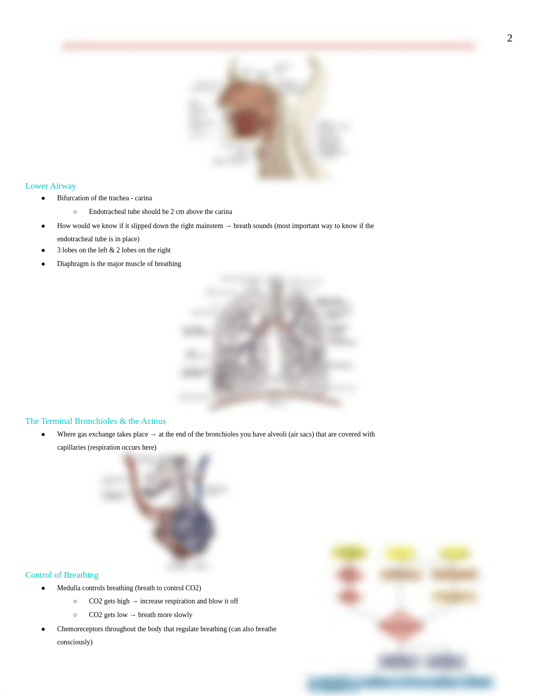 N380 Exam 4 - Gas Exchange_dryiauxug4c_page2