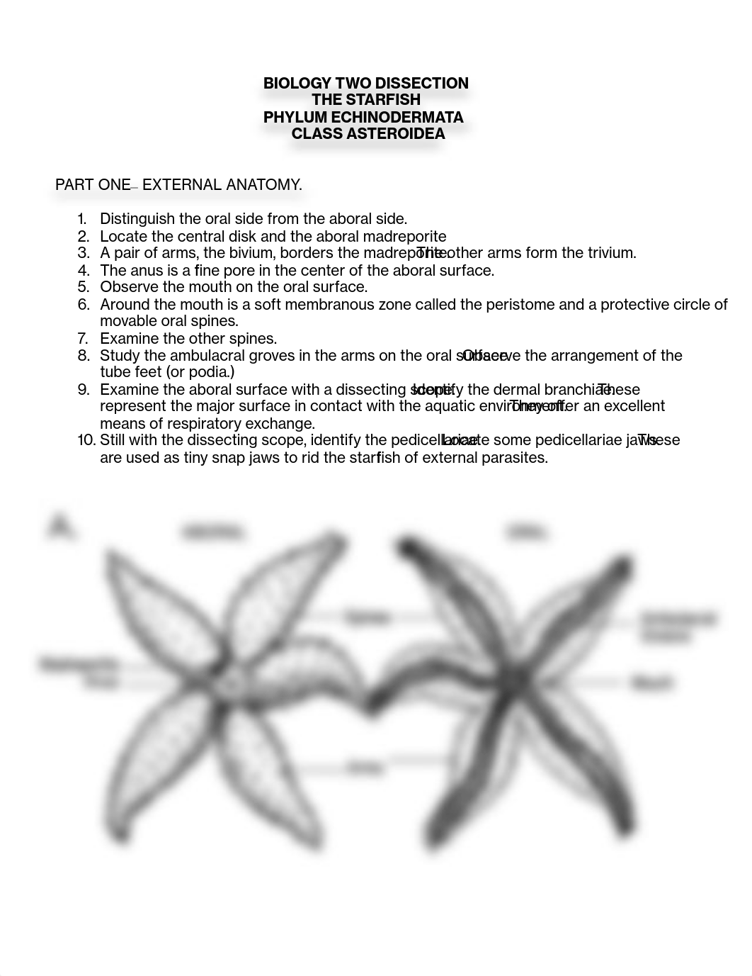 starfish_dissection_guide.pdf_drz5lyvgfzf_page1