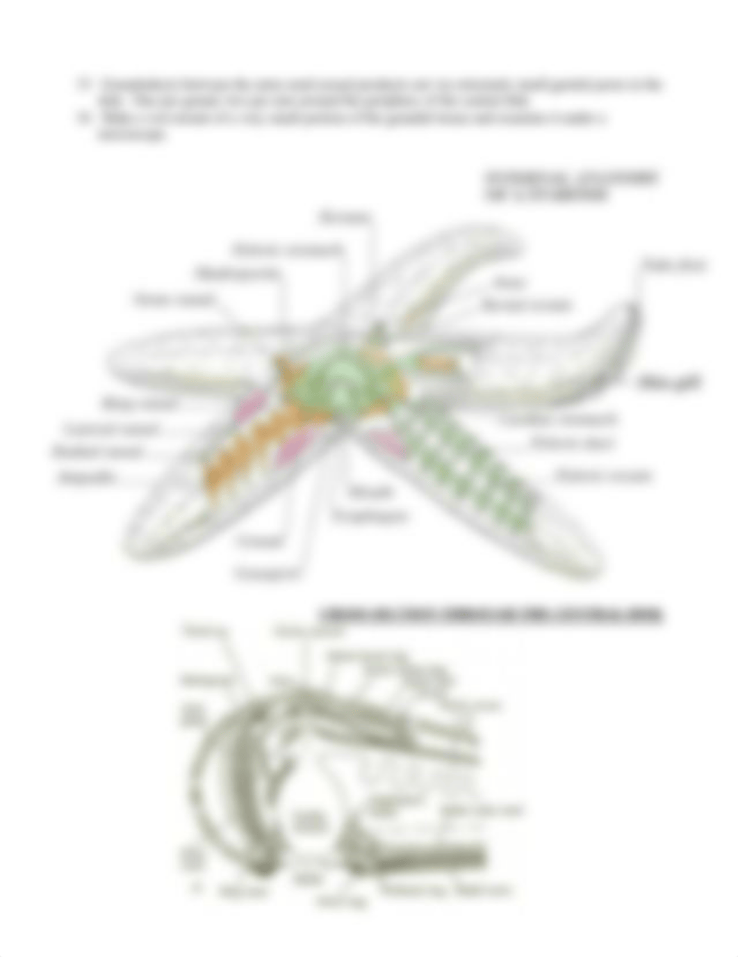 starfish_dissection_guide.pdf_drz5lyvgfzf_page3