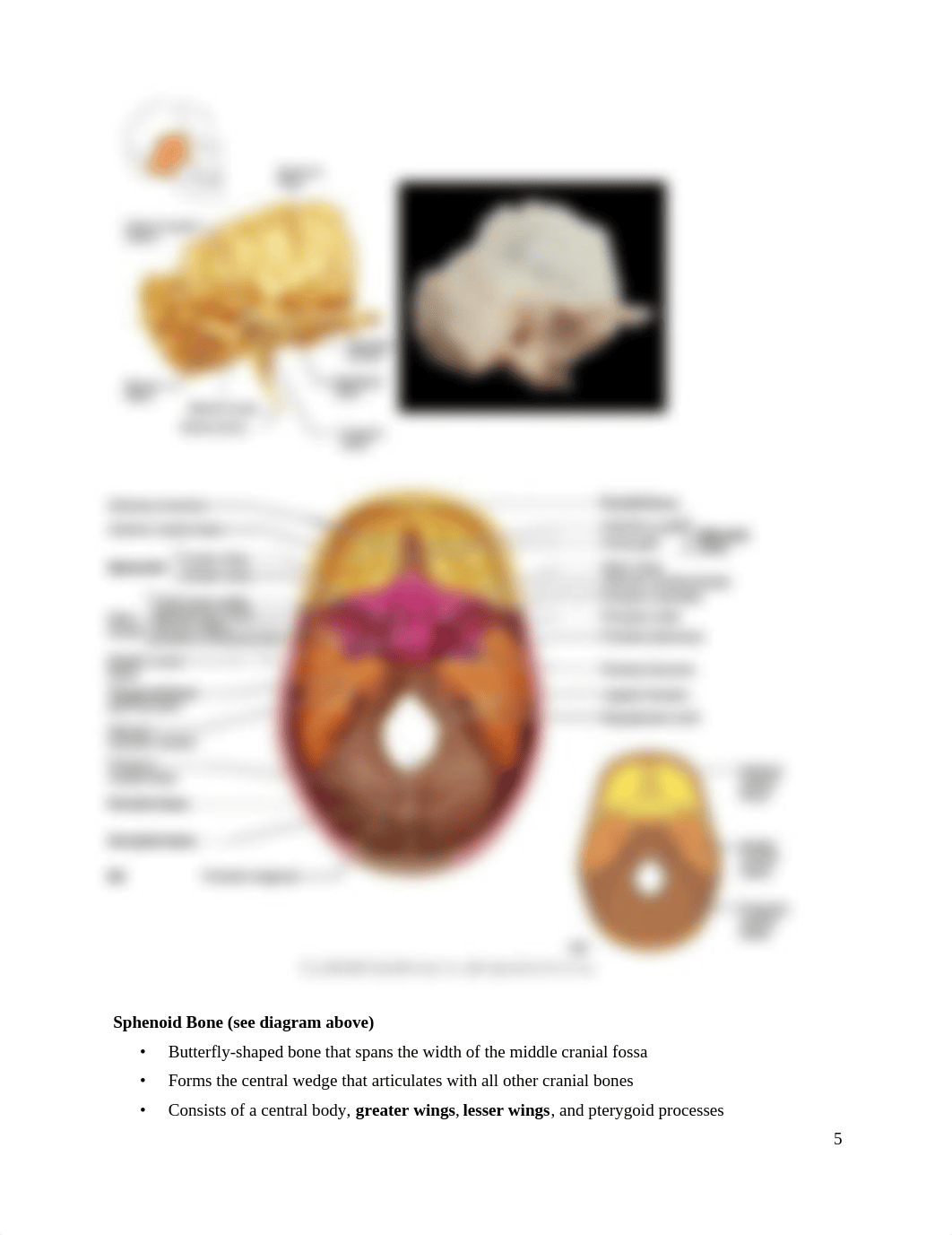 BIO_2113__Lab_2_Axial__skeleton_notes_drzr5ituuom_page5