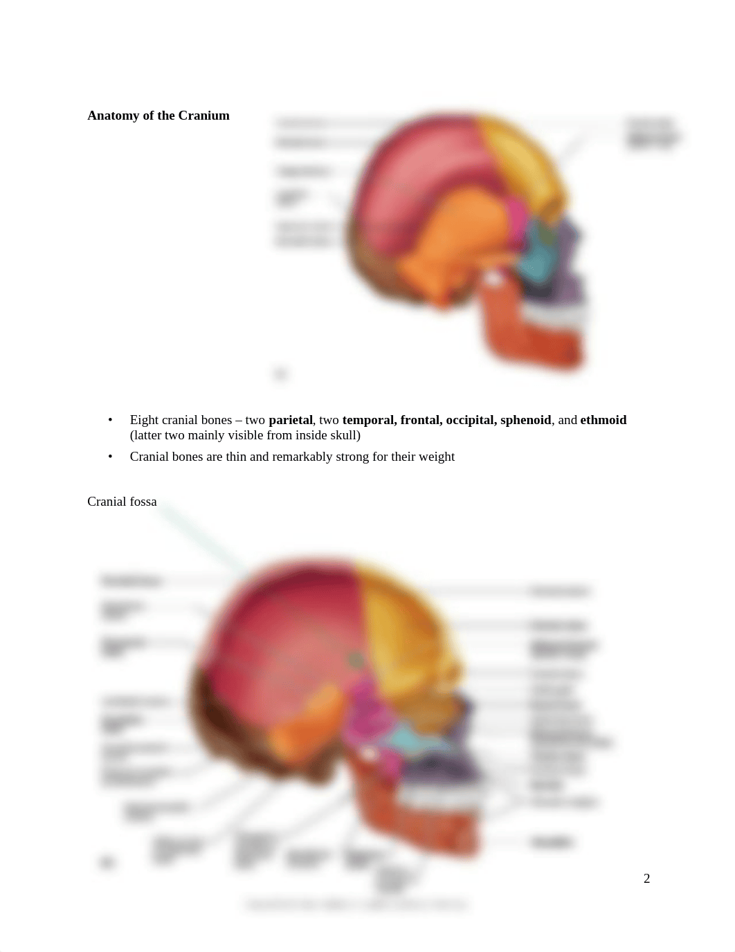 BIO_2113__Lab_2_Axial__skeleton_notes_drzr5ituuom_page2