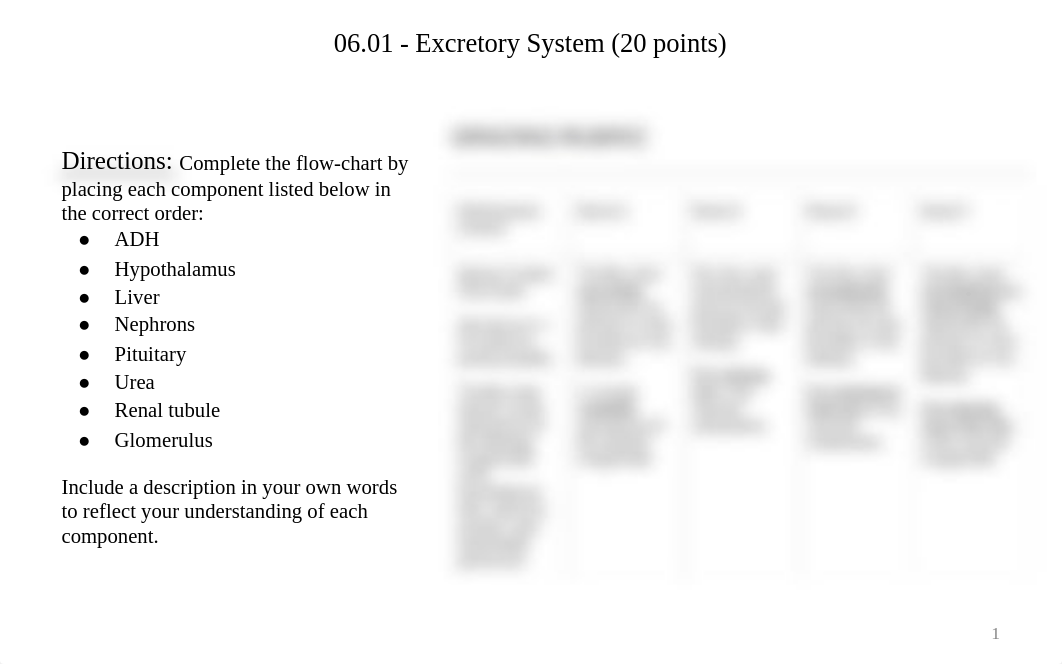 06.01 Excretory System.pdf_ds0gy0nj3d6_page1