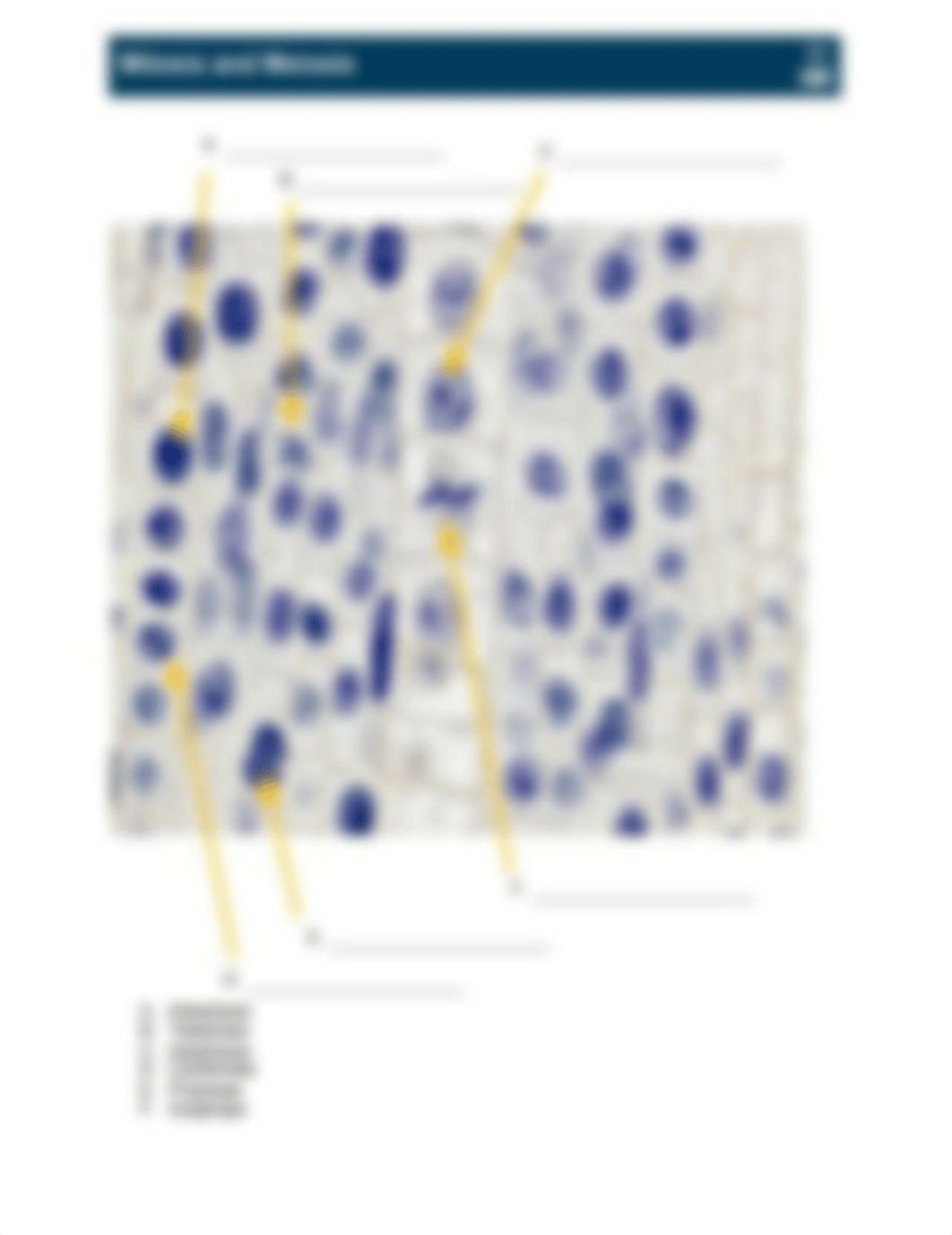 GB_1655_L06_MitosisAndMeiosis.pdf_ds383rm3qh9_page4