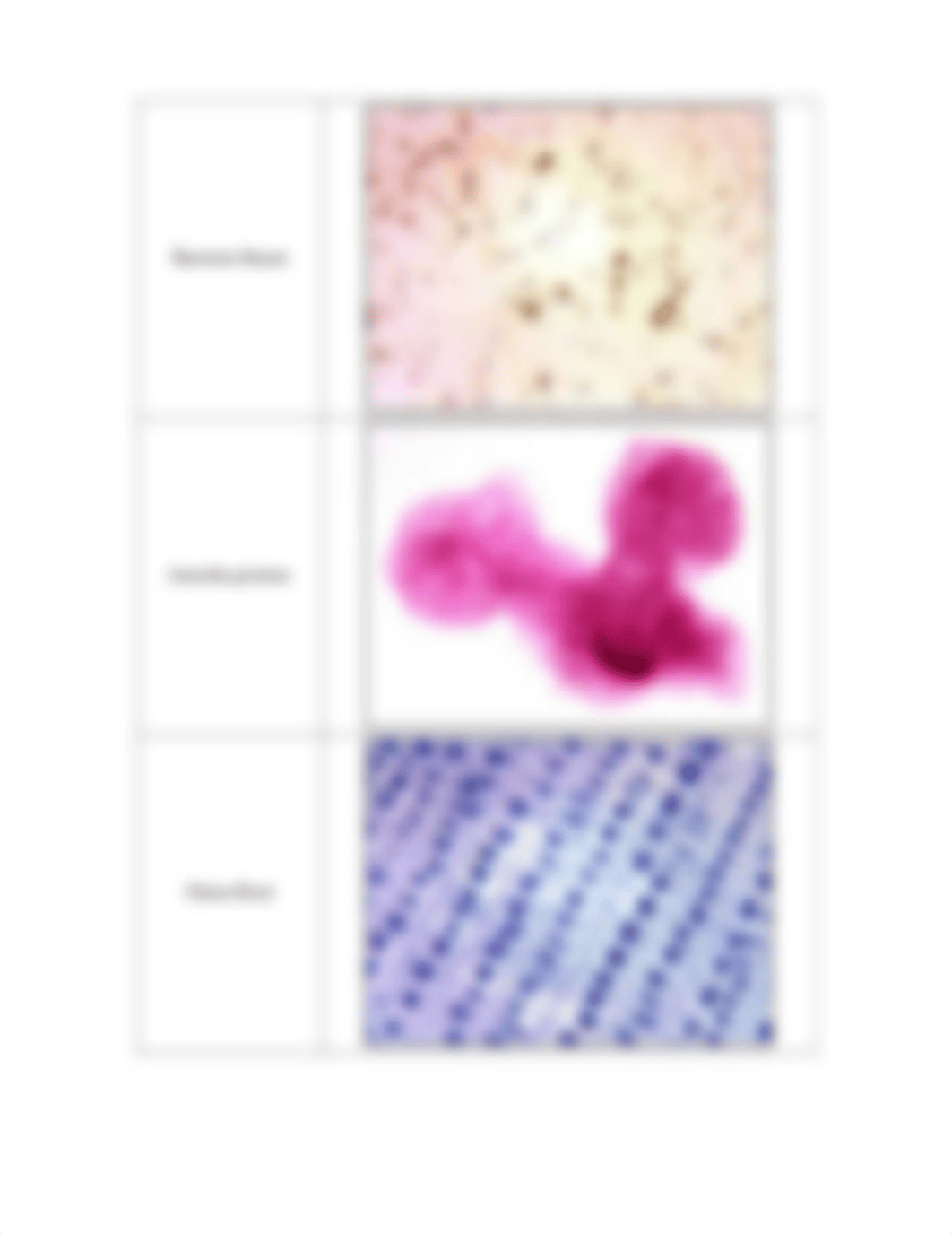 Prokaryote and Eukaryote Slide Supplemental Document.pdf_ds454y3cuix_page2