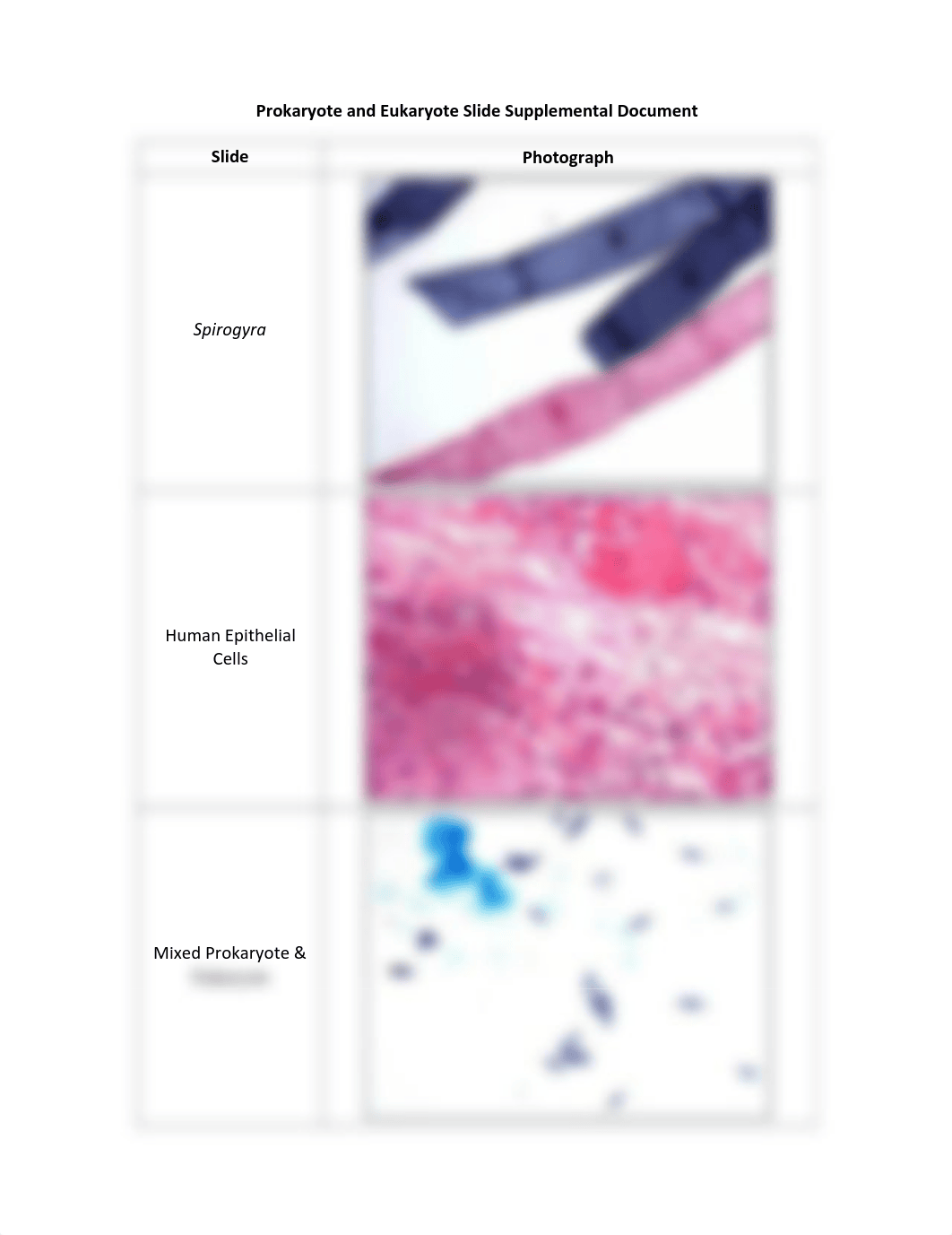 Prokaryote and Eukaryote Slide Supplemental Document.pdf_ds454y3cuix_page1