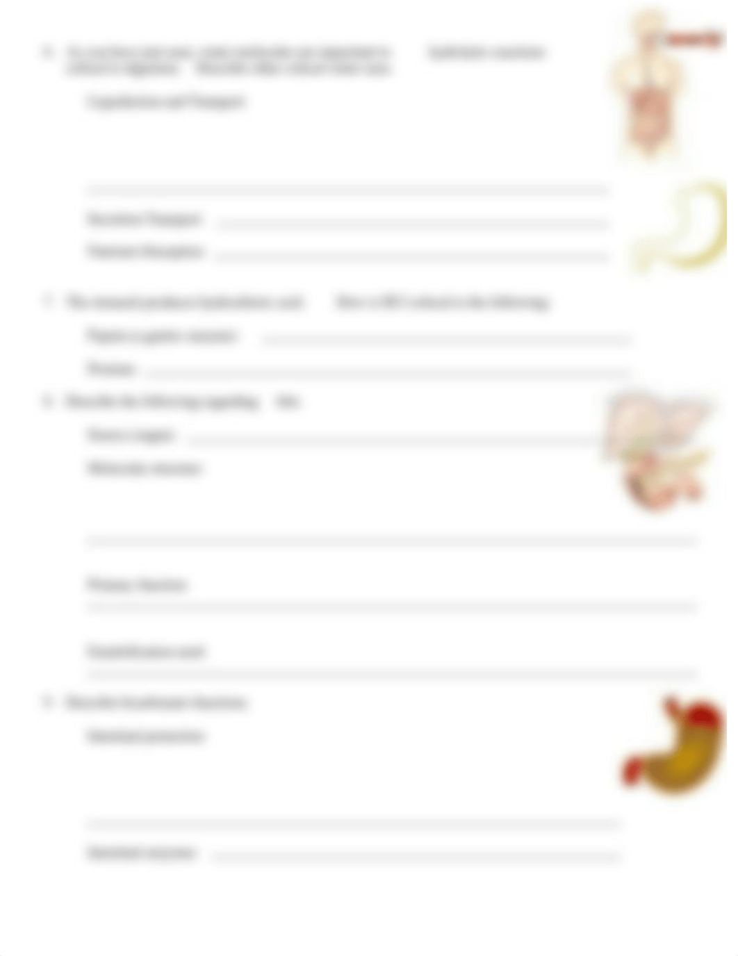 DONE--chapter 24--Introduction to chemical digestion question_ds49qibfv9l_page2