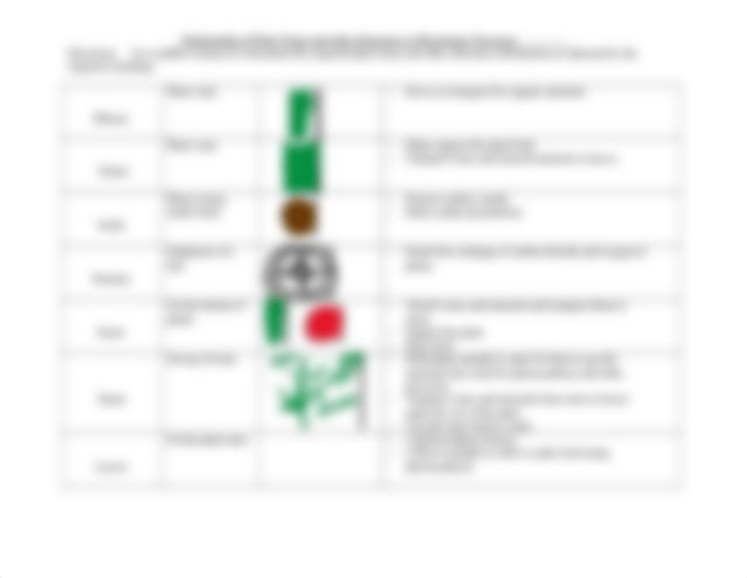 Plant Cells Tissues and other Structures Organizer Regular.docx_ds4ag253gpl_page2