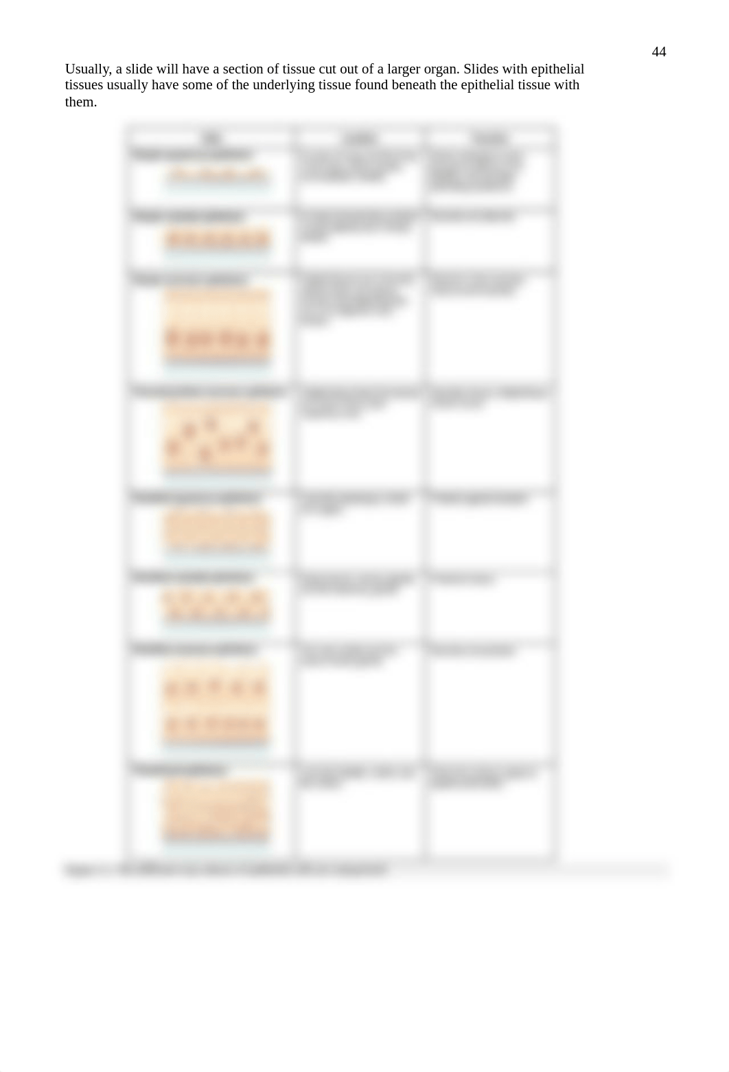 3 BIOL 250 Lab 3 - Histology.pdf_ds4mw194l63_page2