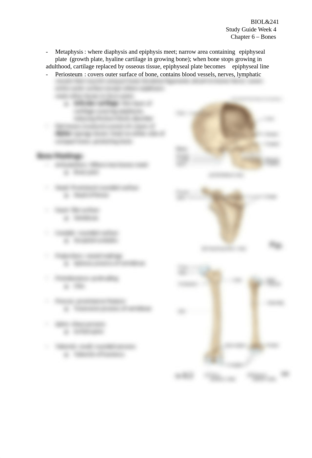 Study Guide 4 Bones (1).docx_ds5h4ohn1el_page3