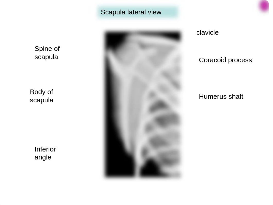 14 Radiographs of upper limb_ds5nonwx266_page2