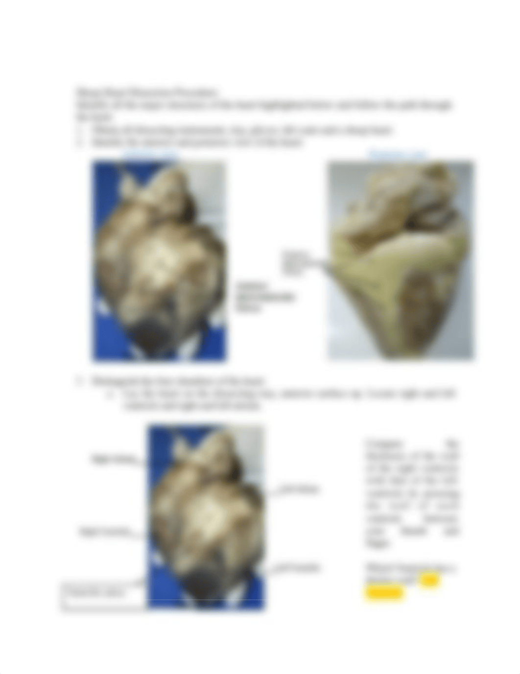 Dissection of the Sheep Heart-completed.docx_ds75a4die36_page2