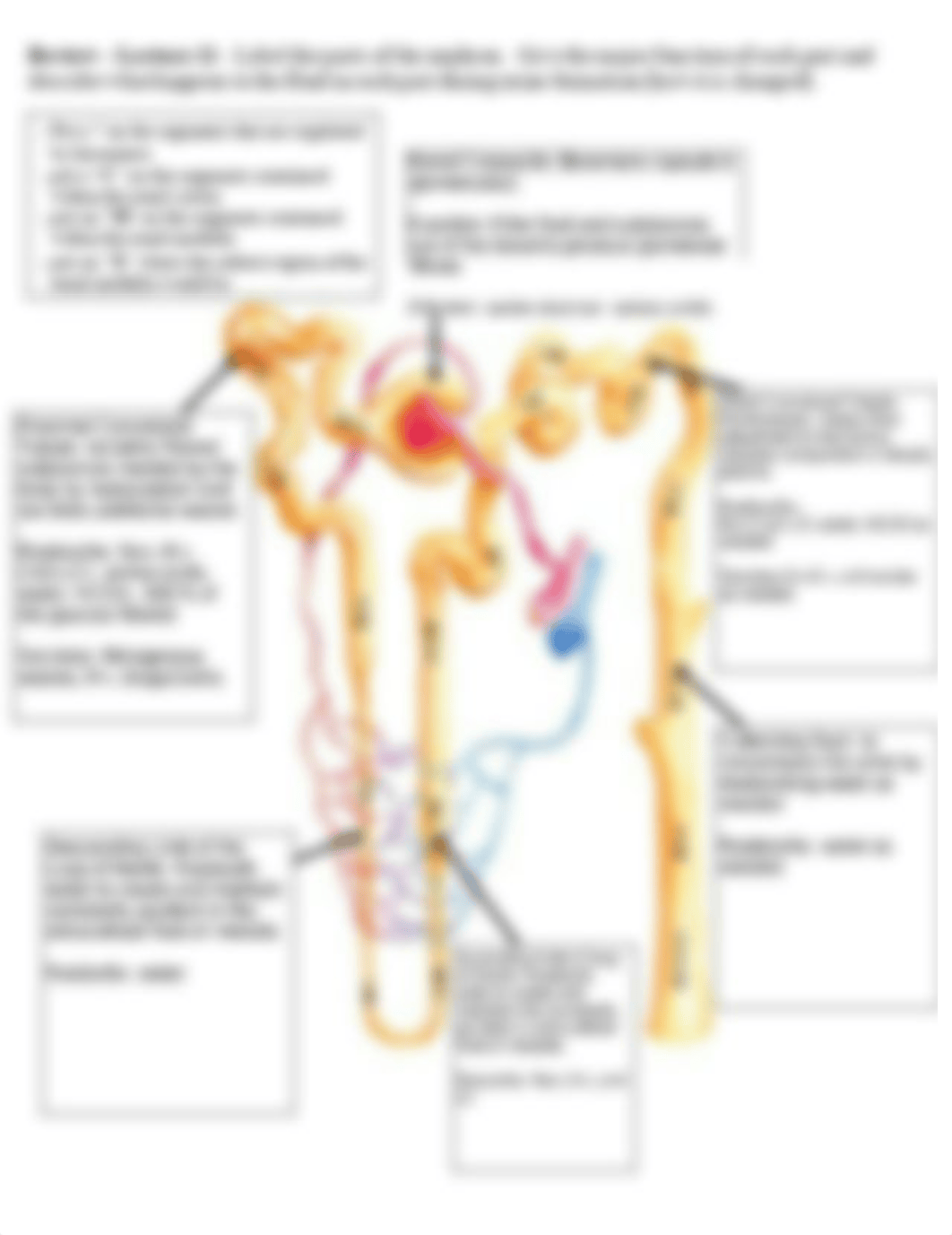 Review Questions_Lecture 11_UrinaryPhys.pdf_ds7mdnu992e_page1