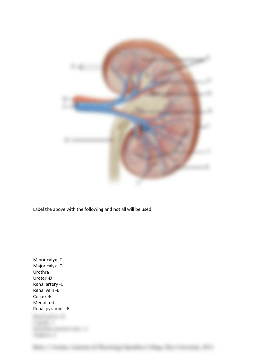 BIO 202 Week 9 Kidney Labelling Worksheet JM.docx_ds7u2lwpnm6_page1