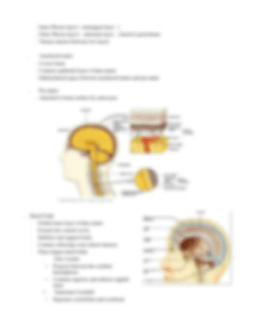 Ch 14 & 13 Brain, Cranial Nerves, Spinal Cord, Nerves, Reflexes_ds8yiw7zxg6_page4