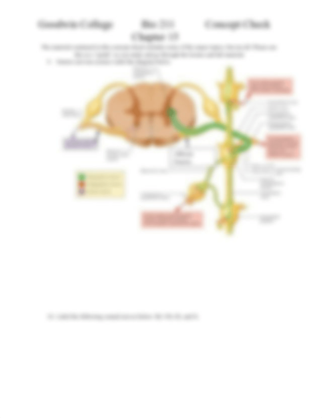 Chapter 15 Concept Check BIO211(1).docx_ds923vul133_page2