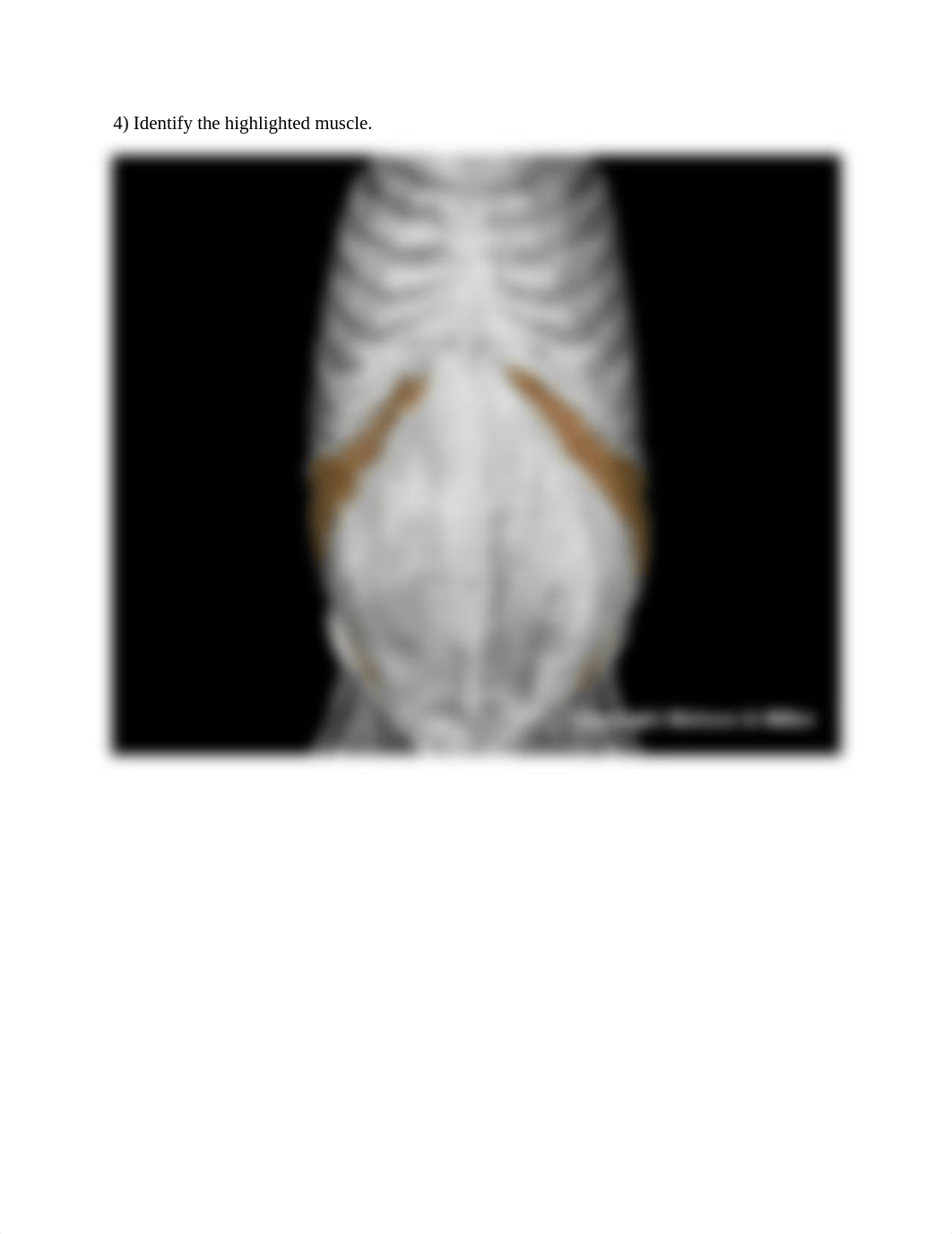 Upper limb and torso muscle anatomy lab (1).docx_ds9qsfldlky_page4