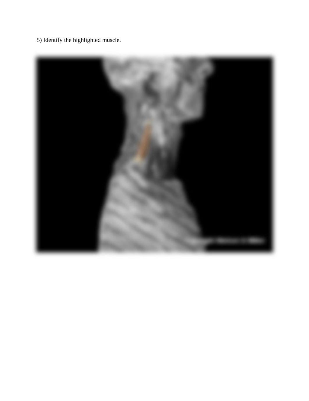 Upper limb and torso muscle anatomy lab (1).docx_ds9qsfldlky_page5