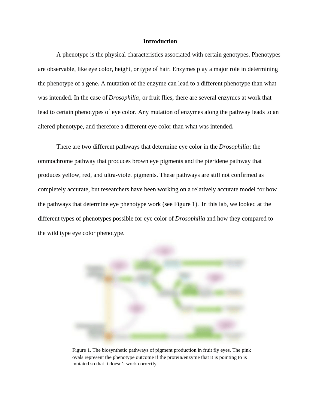 Genotype and Phenotype Lab_ds9rhzytkqk_page2