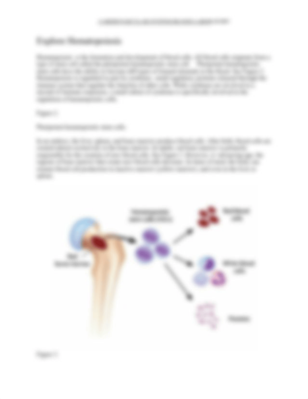 Lab#2 Cardiovascular System Blood.docx_dsacaiv9lhj_page3