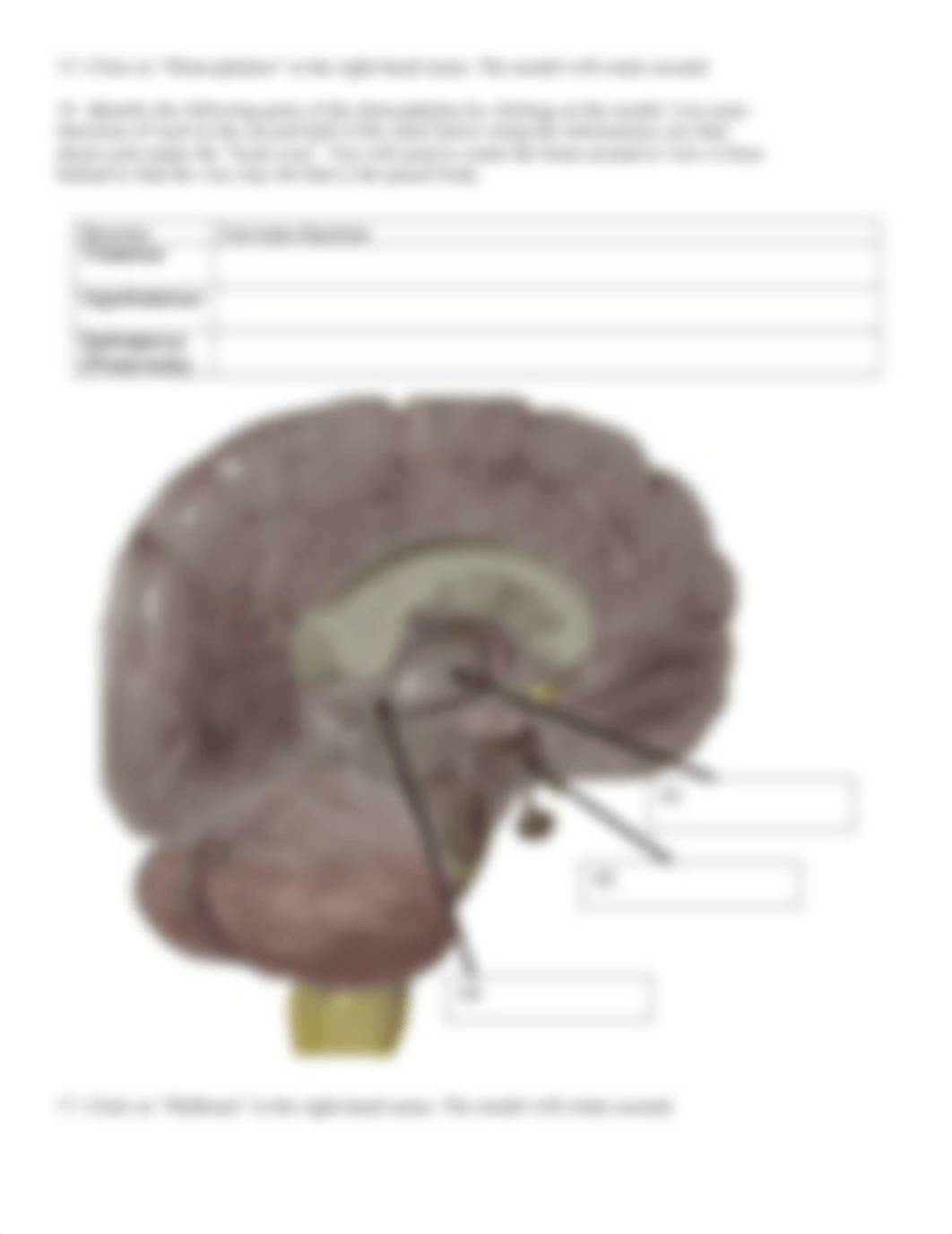 BIO 210 Lab 8 Part 1 Anatomy of the Brain SP2021 (3).docx_dsaz7rppywp_page4