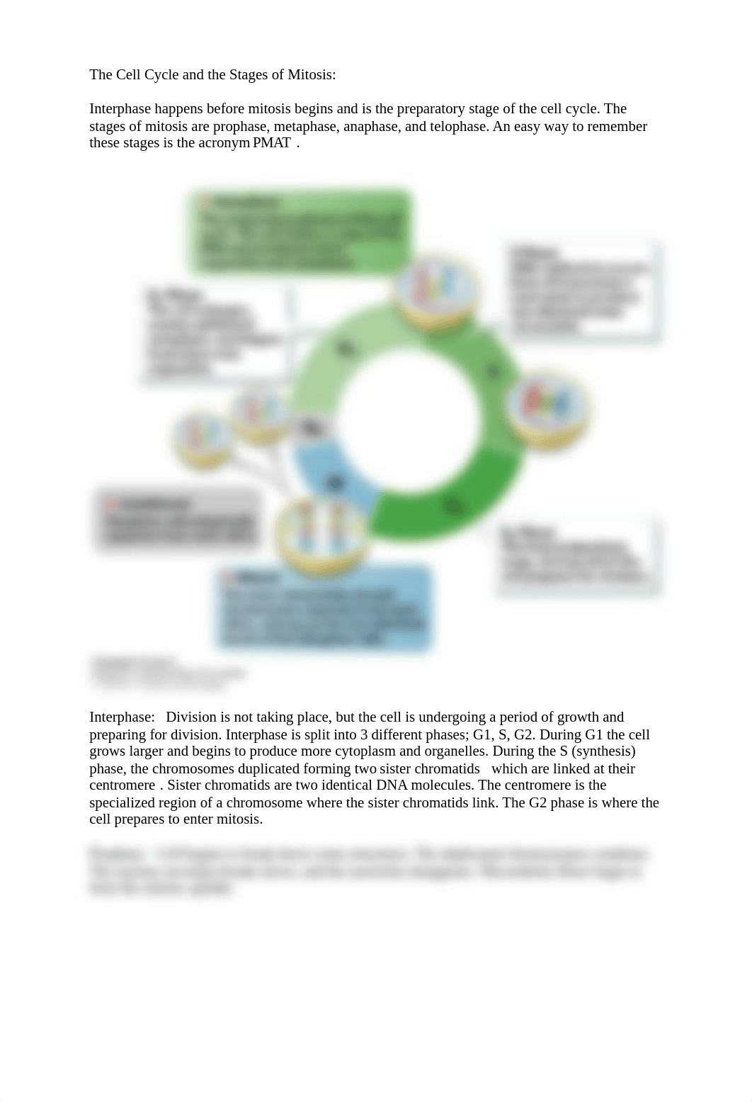 MITOSIS LEAP LAB Daniel-1.docx_dsb1uzm3eq8_page2