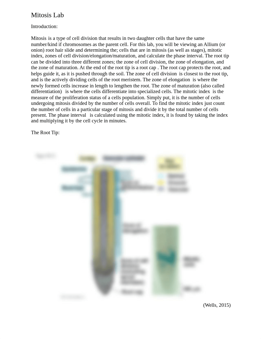 MITOSIS LEAP LAB Daniel-1.docx_dsb1uzm3eq8_page1