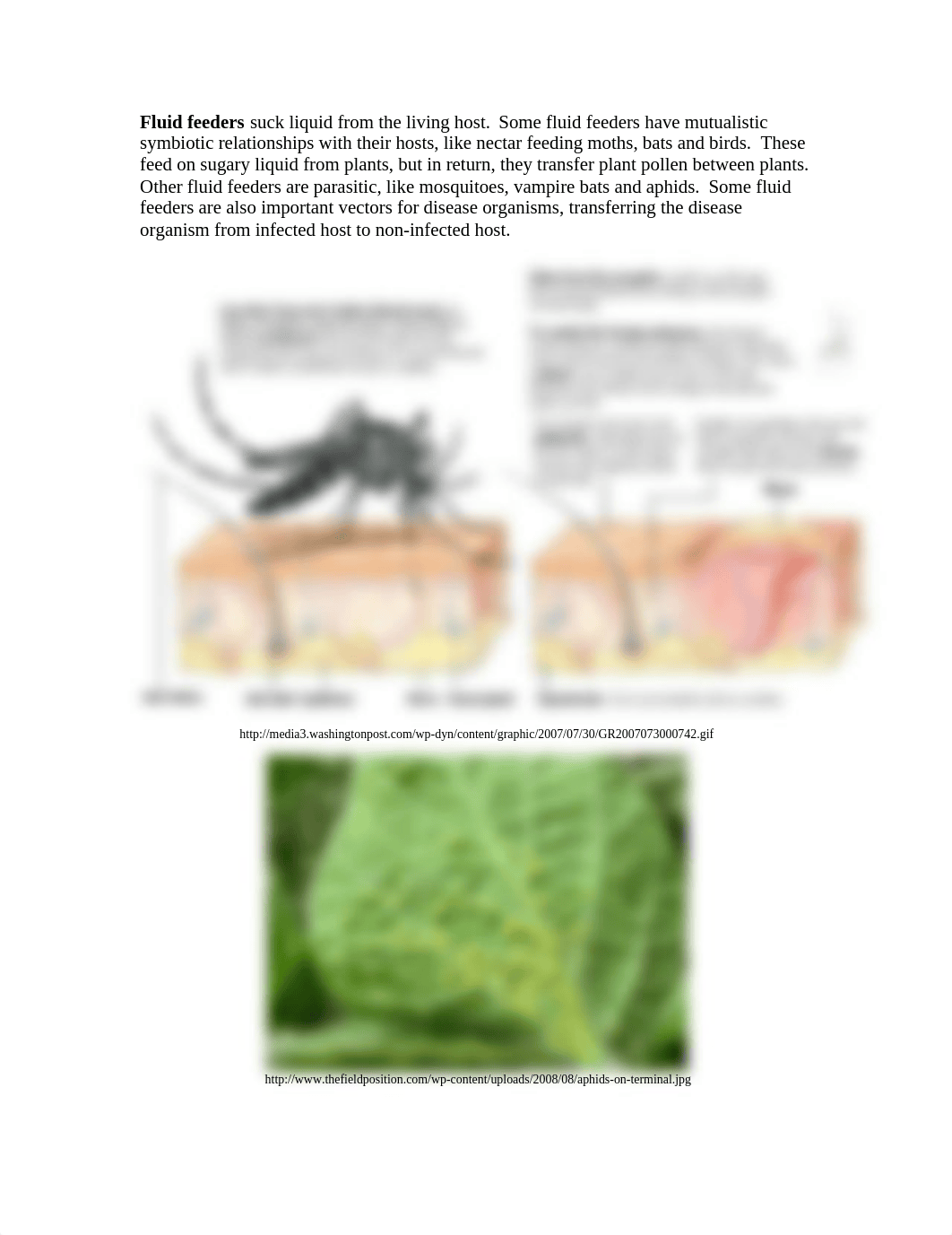 AnimalAdaptations.doc_dsb6aapcad2_page3