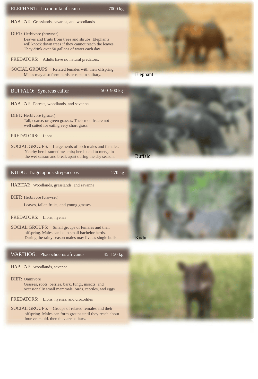 Gorongosa-cards-SS.docx_dsb7q2l9el5_page1