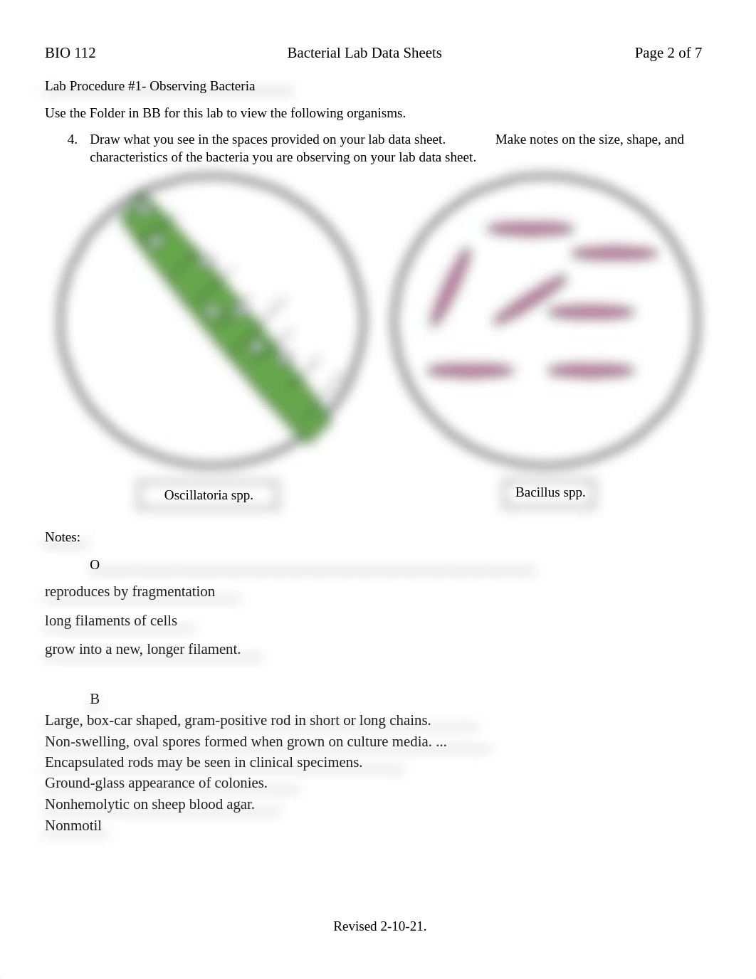 UTF-8''Bacteria_LAB_DataSheet.docx_dsb80xmph2m_page2