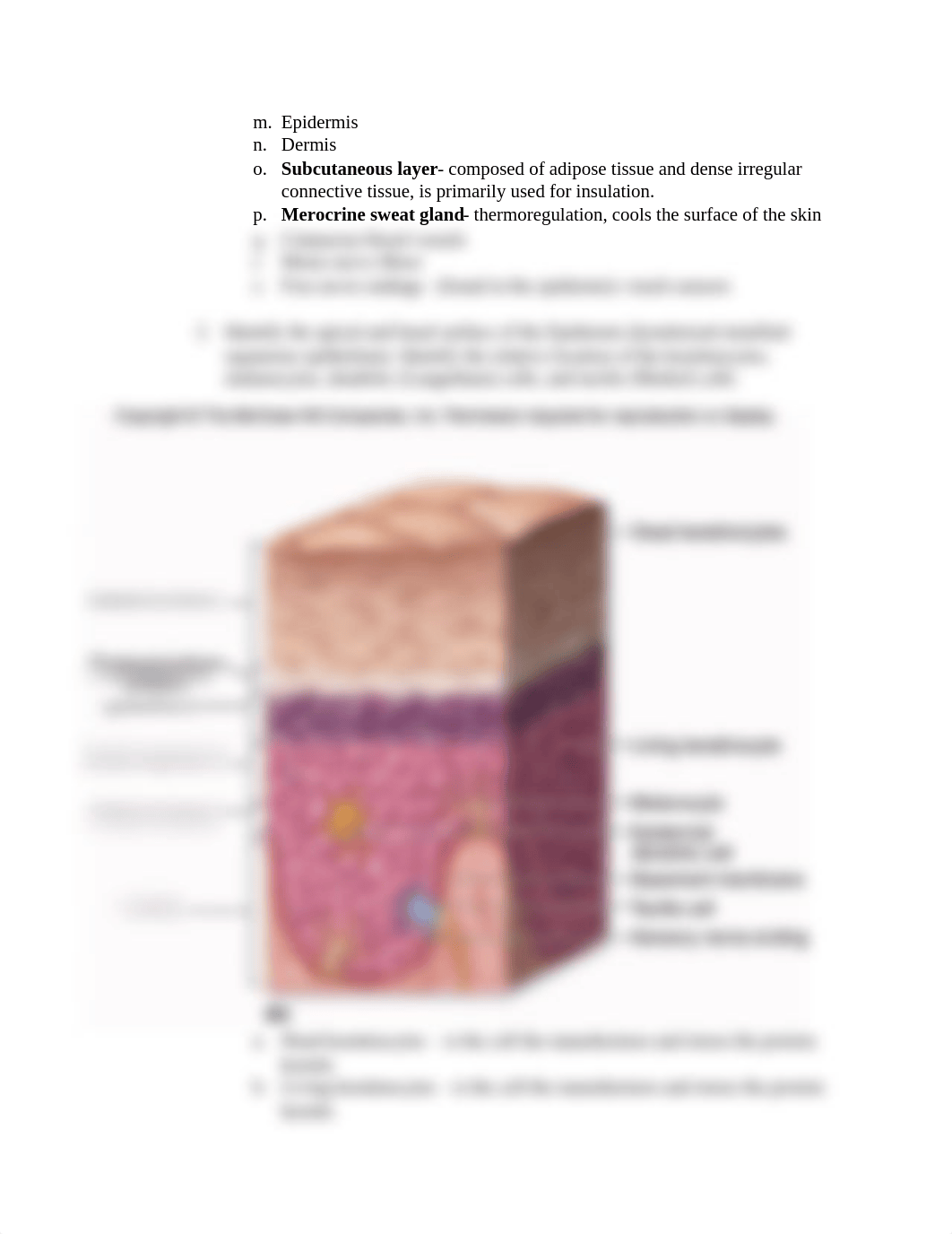 Lab #6 Integumentary System.docx_dsbukpxjeds_page2