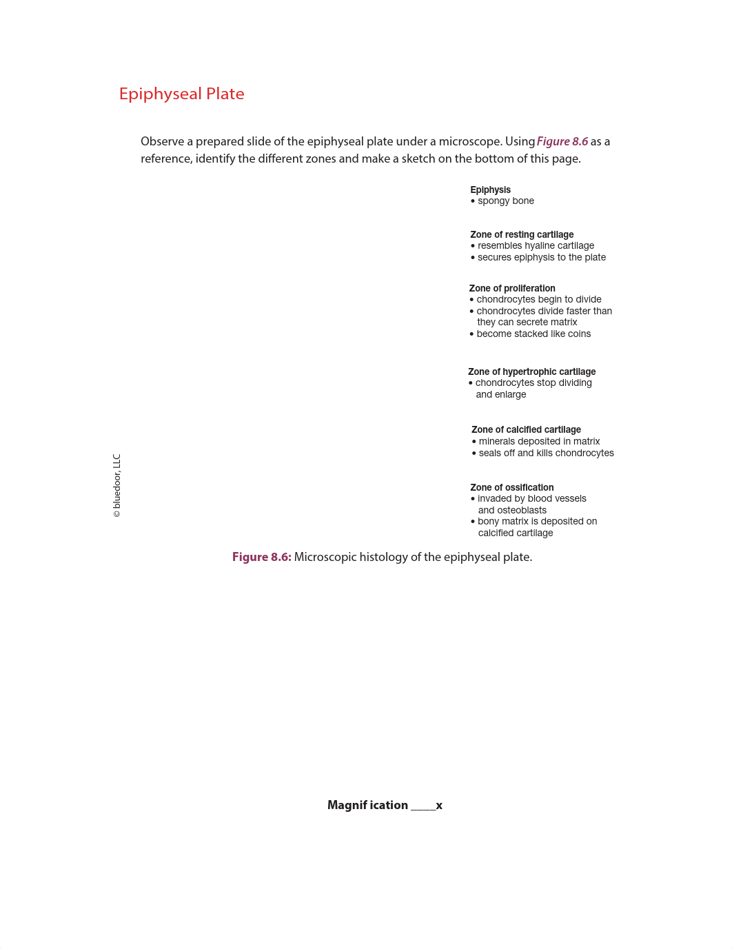 Exercise 8 Epiphyseal Plate.pdf_dsbw2f934yw_page1