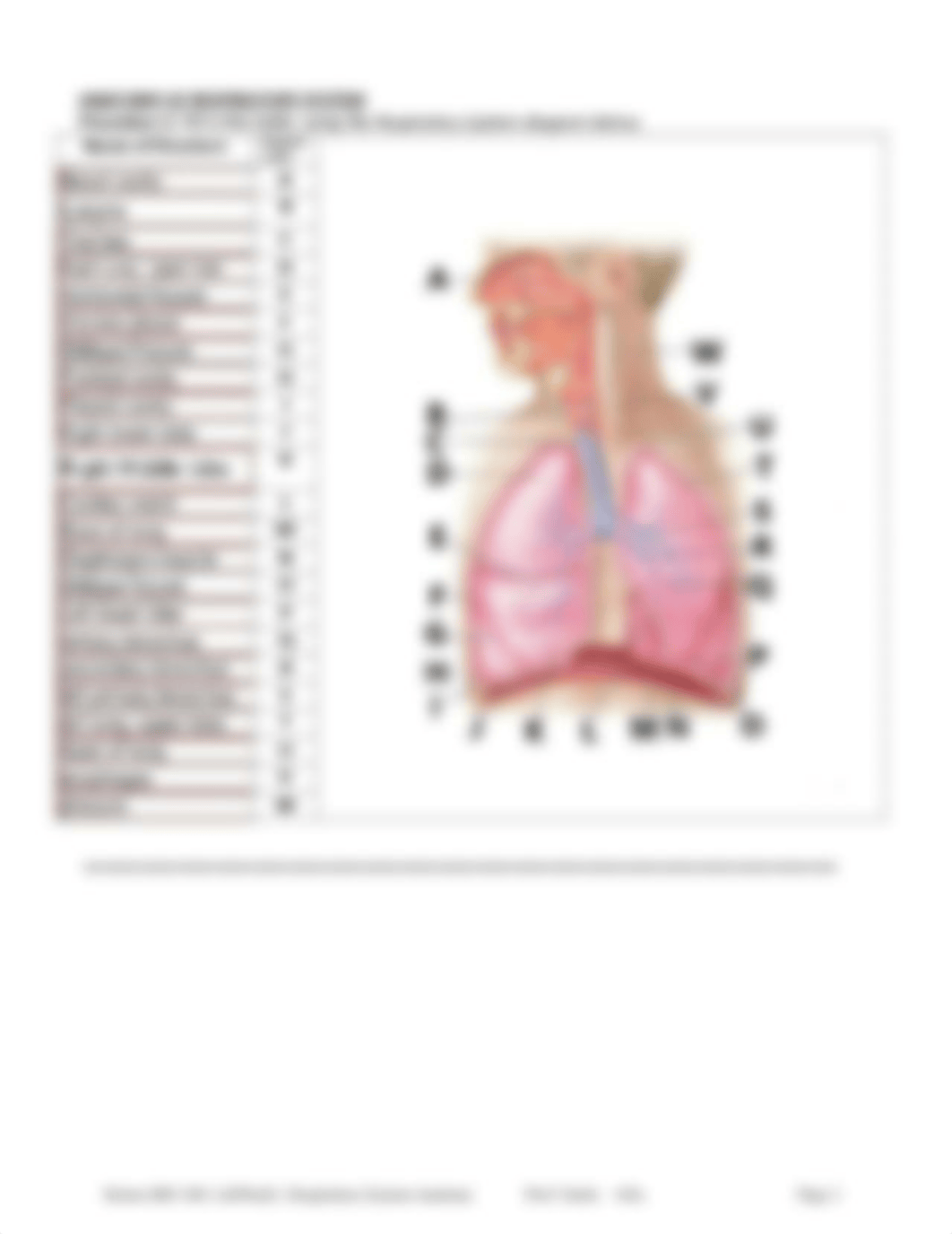 respiratory_anatomy_lab.pdf_dsc0gut0ace_page2