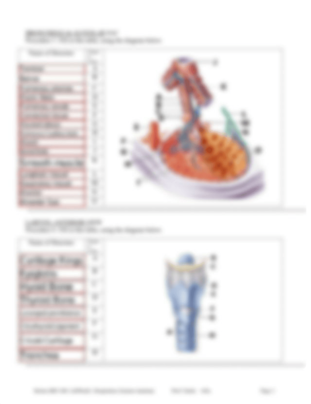 respiratory_anatomy_lab.pdf_dsc0gut0ace_page3